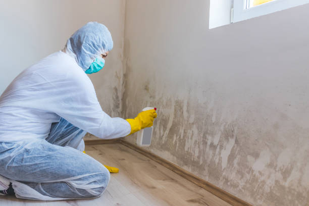 Licensed Black Mold Remediation service in Haworth, NJ - Mold Remediation HQ