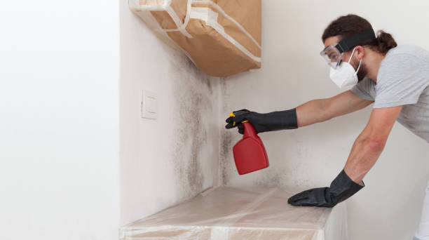 Professional Black Mold Remediation technician working in Haworth, NJ