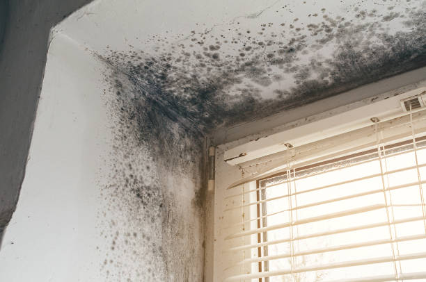 Affordable Black Mold Remediation solutions in Haworth, NJ