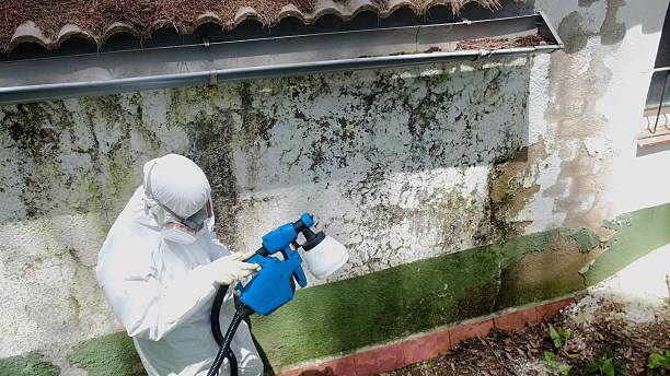 Top rated local Black Mold Remediation specialists in Haworth, NJ